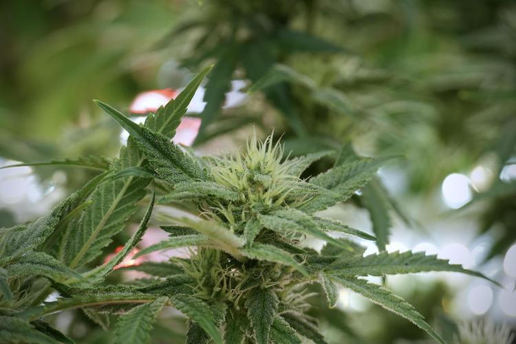 Animal Mints-Legends of the Frozen North. Week 9 - Animal Mints Plant B — 2 weeks veg before 12/12