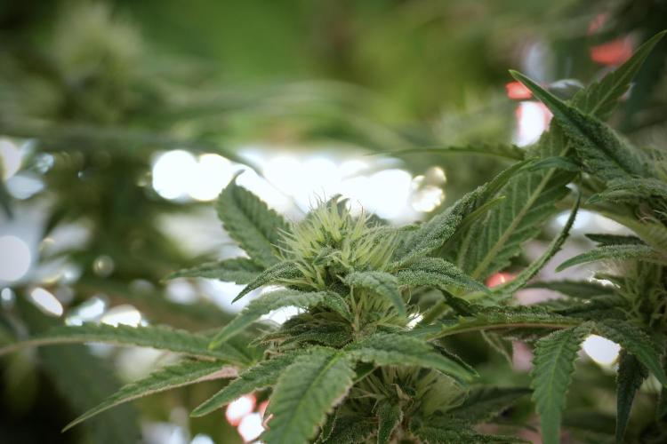 Animal Mints-Legends of the Frozen North. Week 9 - Animal Mints Plant B — 2 weeks veg before 12/12