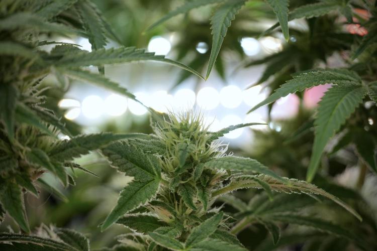 Animal Mints-Legends of the Frozen North. Week 9 - Animal Mints Plant B — 2 weeks veg before 12/12