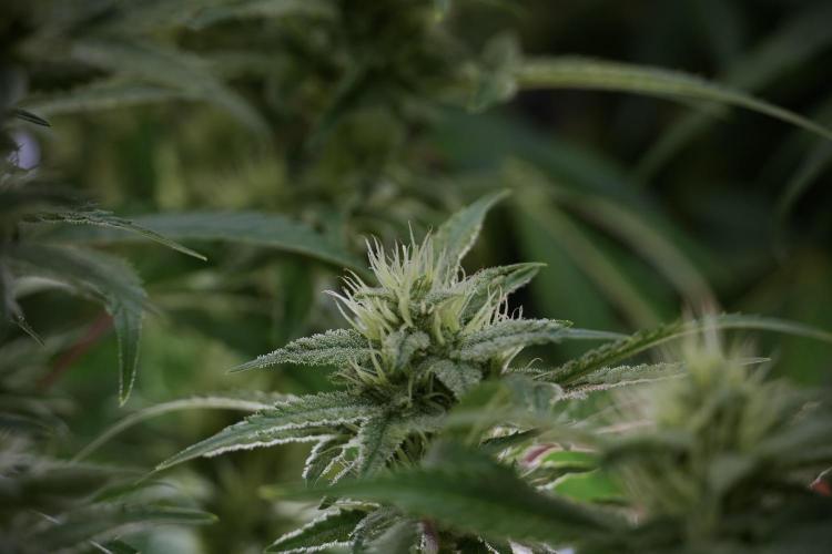 Animal Mints-Legends of the Frozen North. Week 9 - Animal Mints Plant B — 2 weeks veg before 12/12
