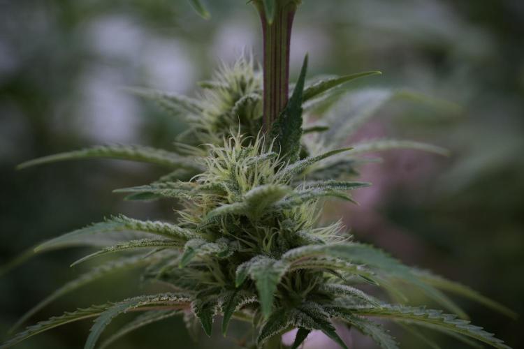 Animal Mints-Legends of the Frozen North. Week 9 - Animal Mints Plant B — 2 weeks veg before 12/12