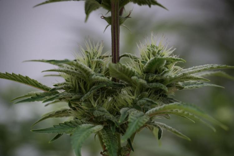 Animal Mints-Legends of the Frozen North. Week 9 - Animal Mints Plant B — 2 weeks veg before 12/12