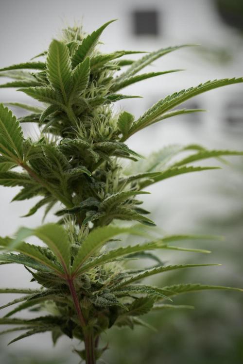 Animal Mints-Legends of the Frozen North. Week 9 - Animal Mints Plant B — 2 weeks veg before 12/12