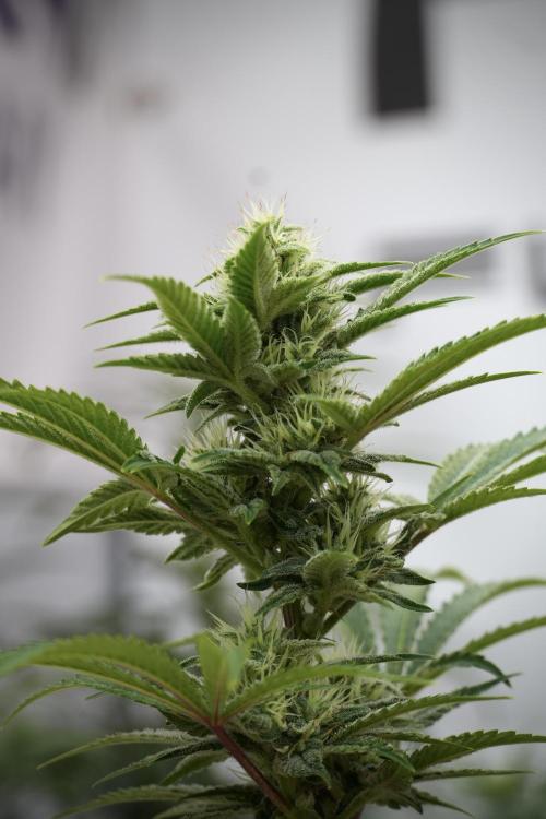 Animal Mints-Legends of the Frozen North. Week 9 - Animal Mints Plant B — 2 weeks veg before 12/12
