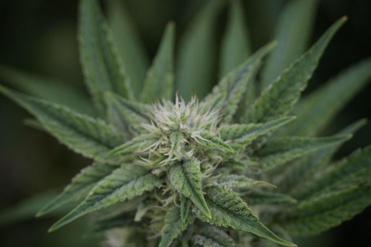 Animal Mints-Legends of the Frozen North. Week 9 - Animal Mints Plant B — 2 weeks veg before 12/12