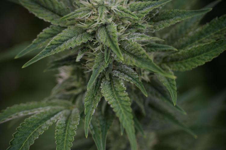 Animal Mints-Legends of the Frozen North. Week 9 - Animal Mints Plant B — 2 weeks veg before 12/12