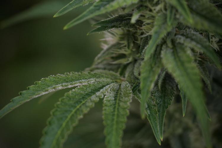 Animal Mints-Legends of the Frozen North. Week 9 - Animal Mints Plant B — 2 weeks veg before 12/12