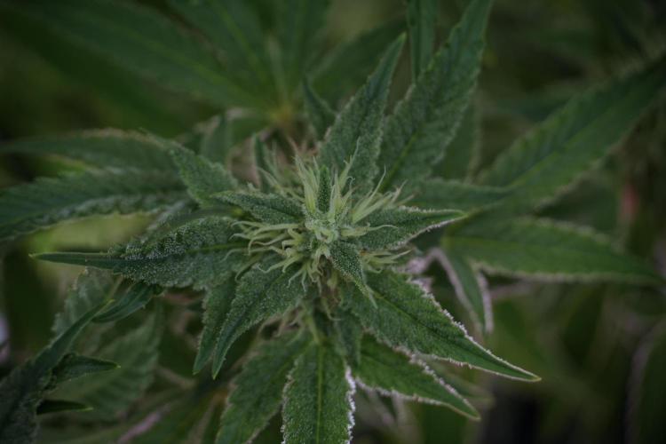 Animal Mints-Legends of the Frozen North. Week 9 - Animal Mints Plant B — 2 weeks veg before 12/12