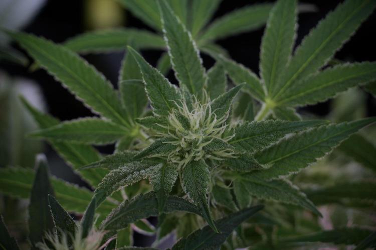 Animal Mints-Legends of the Frozen North. Week 9 - Animal Mints Plant B — 2 weeks veg before 12/12