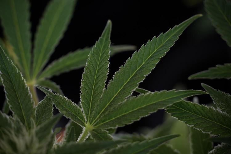 Animal Mints-Legends of the Frozen North. Week 9 - Animal Mints Plant B — 2 weeks veg before 12/12
