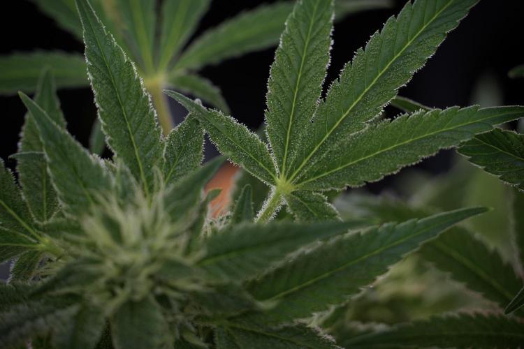 Animal Mints-Legends of the Frozen North. Week 9 - Animal Mints Plant B — 2 weeks veg before 12/12