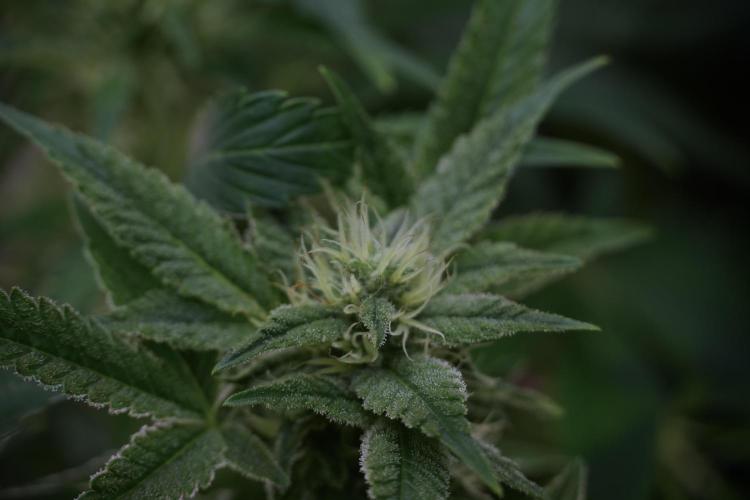 Animal Mints-Legends of the Frozen North. Week 9 - Animal Mints Plant B — 2 weeks veg before 12/12