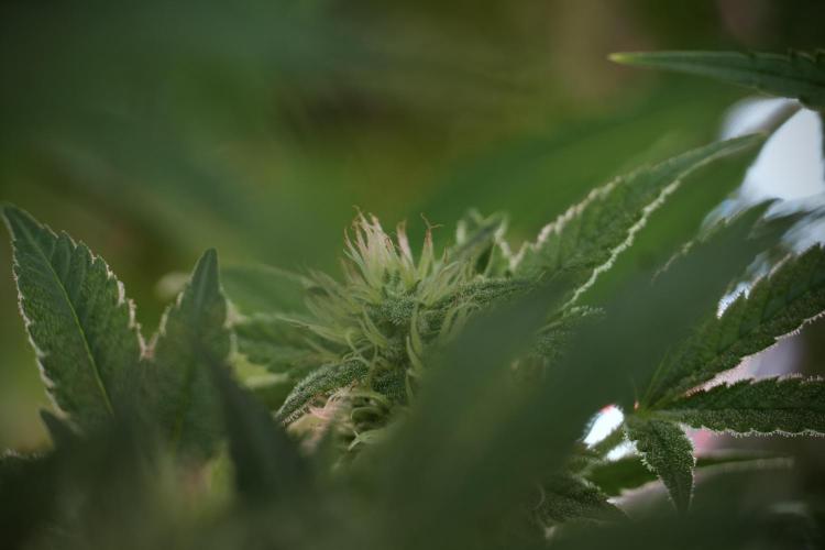 Animal Mints-Legends of the Frozen North. Week 9 - Animal Mints Plant B — 2 weeks veg before 12/12