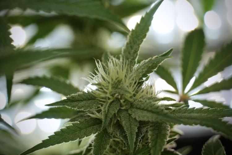 Animal Mints-Legends of the Frozen North. Week 9 - Animal Mints Plant B — 2 weeks veg before 12/12