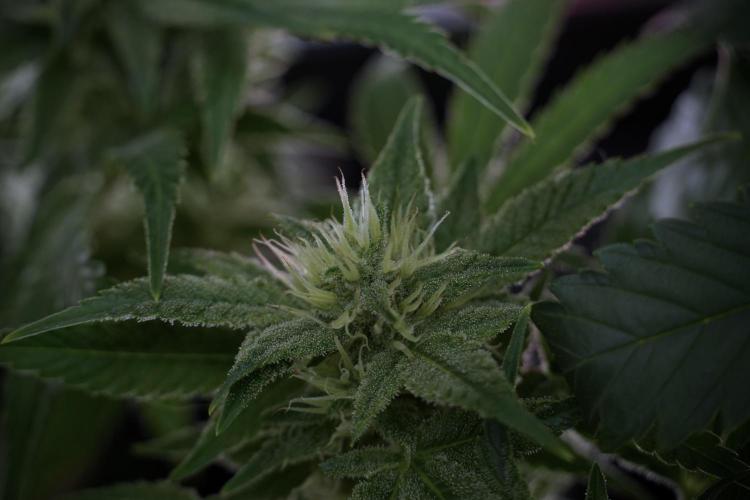 Animal Mints-Legends of the Frozen North. Week 9 - Animal Mints Plant B — 2 weeks veg before 12/12