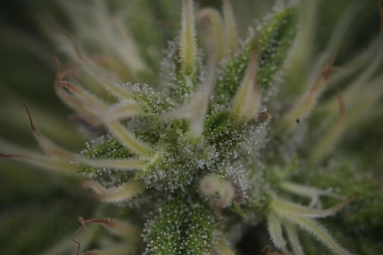 Animal Mints-Legends of the Frozen North. Week 9 - Macro on Animal Mints Plant B — 2 weeks veg before 12/12
