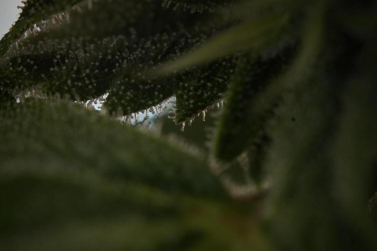 Animal Mints-Legends of the Frozen North. Week 9 - Macro on Animal Mints Plant B — 2 weeks veg before 12/12