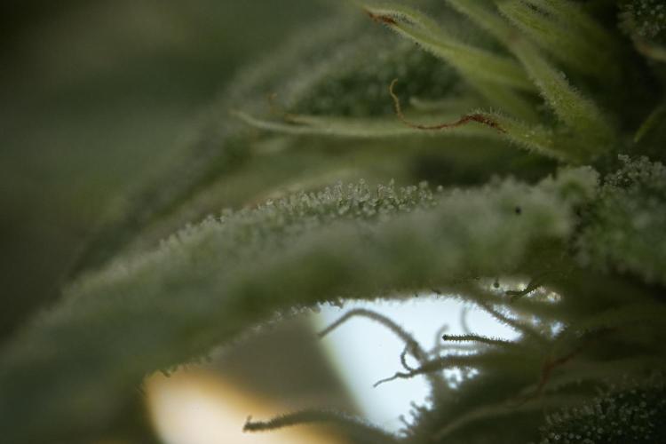 Animal Mints-Legends of the Frozen North. Week 9 - Macro on Animal Mints Plant B — 2 weeks veg before 12/12