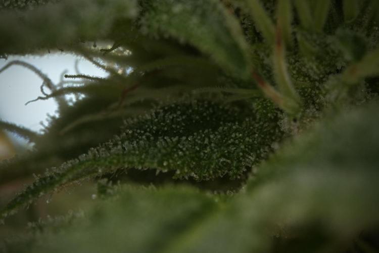 Animal Mints-Legends of the Frozen North. Week 9 - Macro on Animal Mints Plant B — 2 weeks veg before 12/12