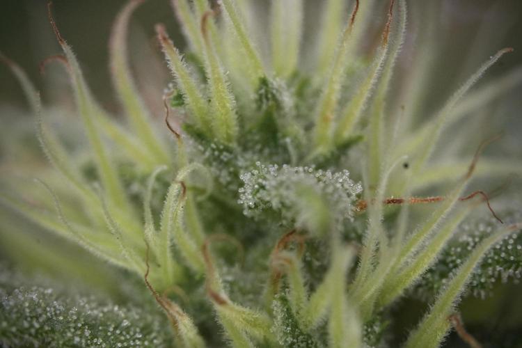 Animal Mints-Legends of the Frozen North. Week 9 - Macro on Animal Mints Plant B — 2 weeks veg before 12/12
