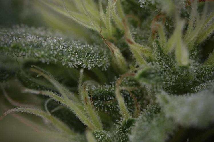 Animal Mints-Legends of the Frozen North. Week 9 - Macro on Animal Mints Plant B — 2 weeks veg before 12/12