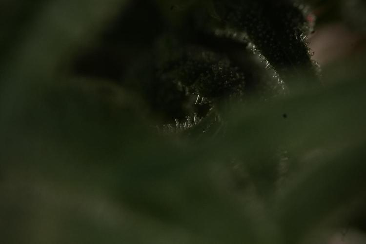 Animal Mints-Legends of the Frozen North. Week 9 - Macro on Animal Mints Plant B — 2 weeks veg before 12/12