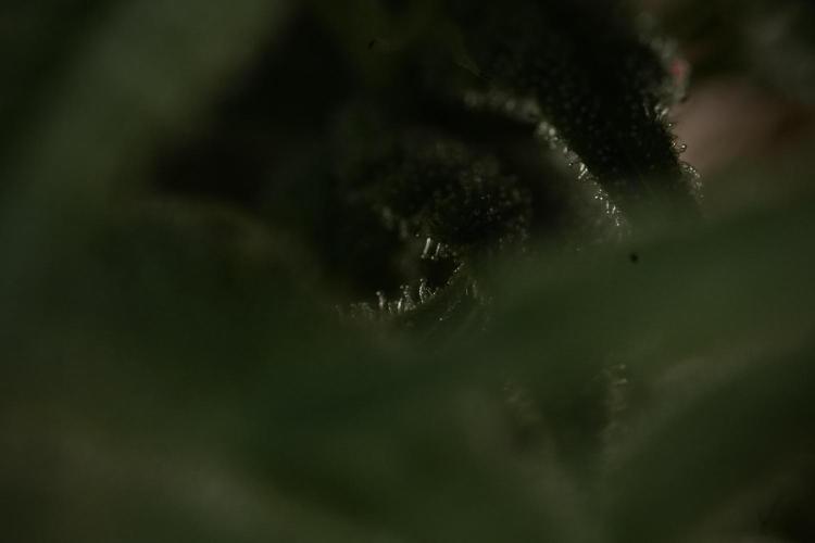 Animal Mints-Legends of the Frozen North. Week 9 - Macro on Animal Mints Plant B — 2 weeks veg before 12/12
