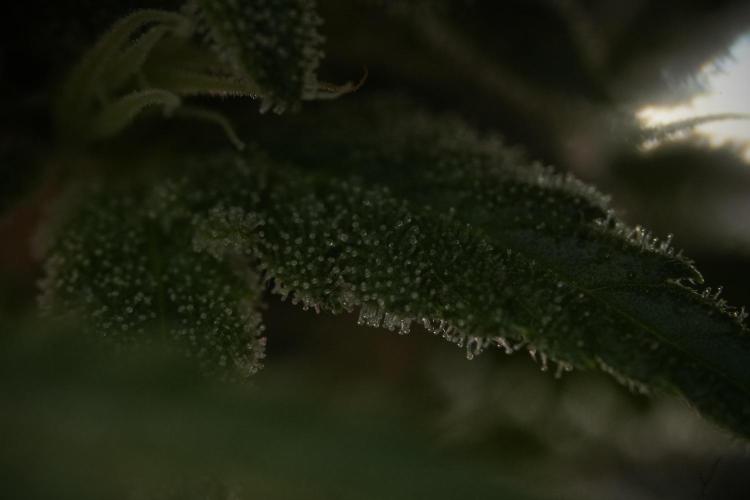 Animal Mints-Legends of the Frozen North. Week 9 - Macro on Animal Mints Plant B — 2 weeks veg before 12/12