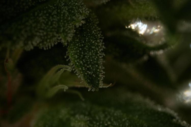 Animal Mints-Legends of the Frozen North. Week 9 - Macro on Animal Mints Plant B — 2 weeks veg before 12/12