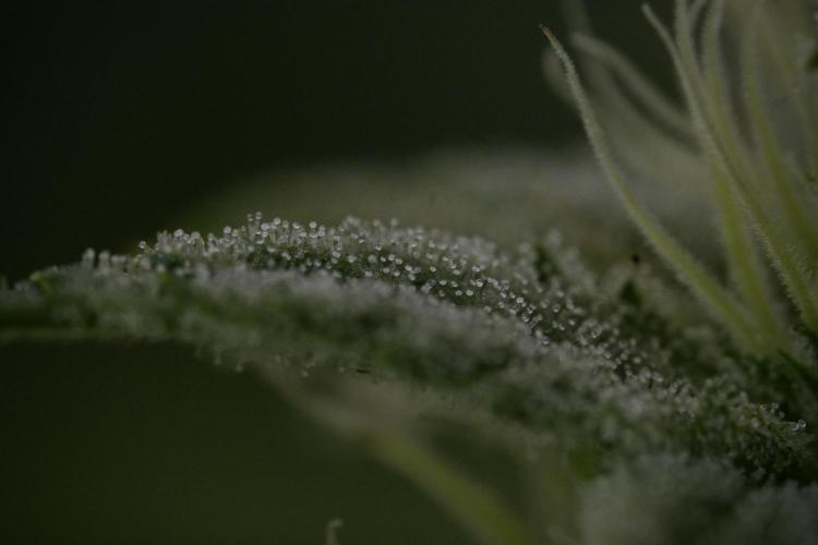 Animal Mints-Legends of the Frozen North. Week 9 - Macro on Animal Mints Plant B — 2 weeks veg before 12/12