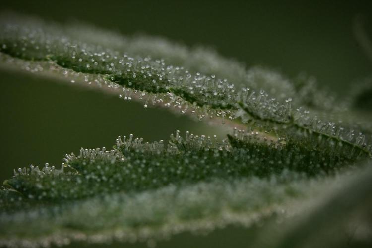 Animal Mints-Legends of the Frozen North. Week 9 - Macro on Animal Mints Plant B — 2 weeks veg before 12/12