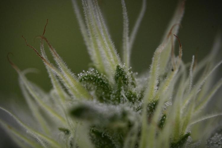 Animal Mints-Legends of the Frozen North. Week 9 - Macro on Animal Mints Plant B — 2 weeks veg before 12/12