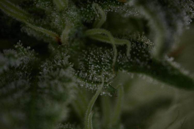 Animal Mints-Legends of the Frozen North. Week 9 - Macro on Animal Mints Plant B — 2 weeks veg before 12/12