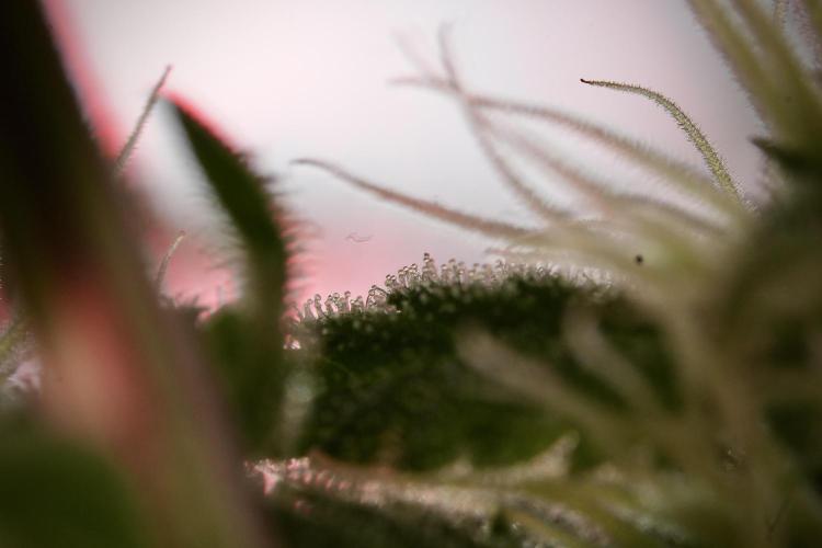 Animal Mints-Legends of the Frozen North. Week 9 - Macro on Animal Mints Plant B — 2 weeks veg before 12/12