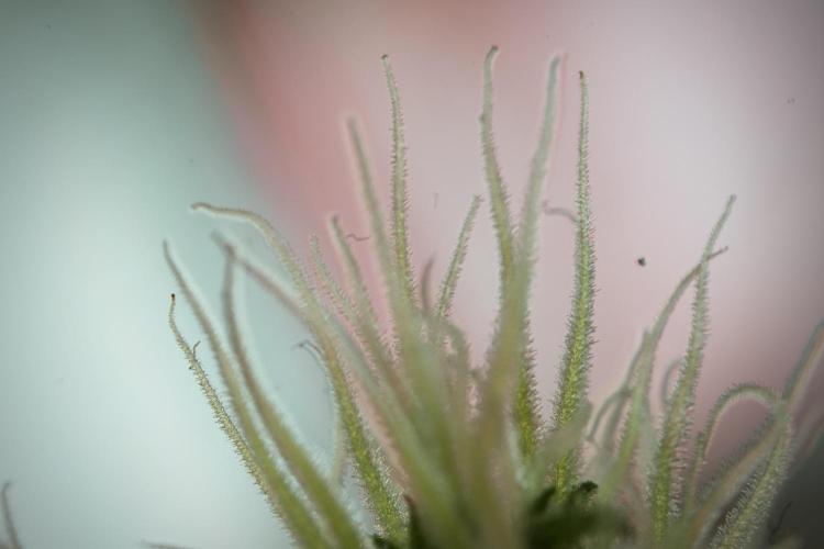 Animal Mints-Legends of the Frozen North. Week 9 - Macro on Animal Mints Plant B — 2 weeks veg before 12/12