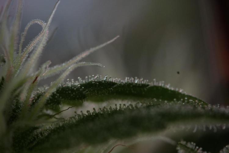 Animal Mints-Legends of the Frozen North. Week 9 - Macro on Animal Mints Plant B — 2 weeks veg before 12/12