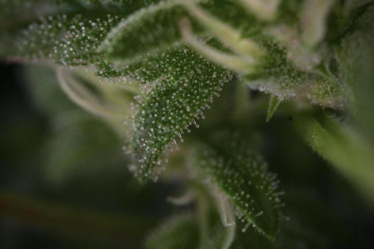 Animal Mints-Legends of the Frozen North. Week 9 - Macro on Animal Mints Plant B — 2 weeks veg before 12/12