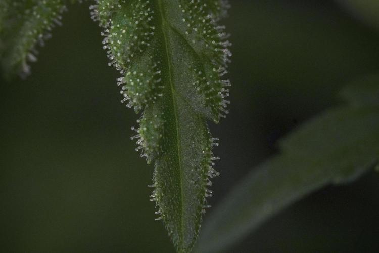 Animal Mints-Legends of the Frozen North. Week 9 - Macro on Animal Mints Plant B — 2 weeks veg before 12/12