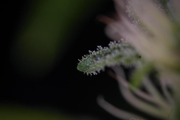 Animal Mints-Legends of the Frozen North. Week 9 - Macro on Animal Mints Plant B — 2 weeks veg before 12/12