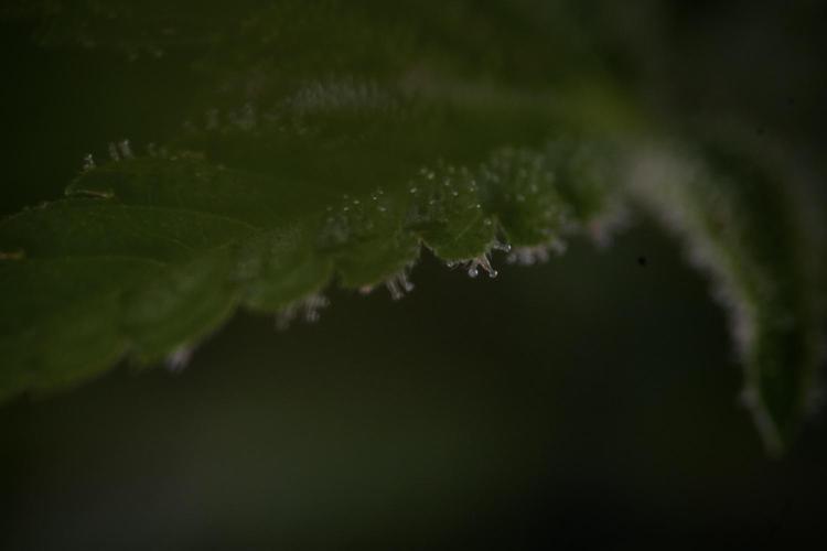 Animal Mints-Legends of the Frozen North. Week 9 - Macro on Animal Mints Plant B — 2 weeks veg before 12/12