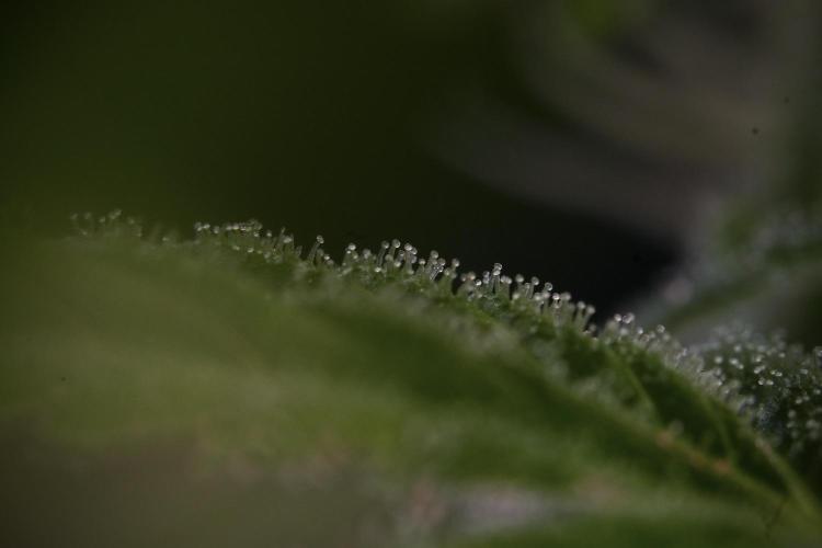 Animal Mints-Legends of the Frozen North. Week 9 - Macro on Animal Mints Plant B — 2 weeks veg before 12/12
