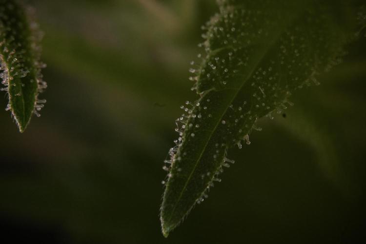 Animal Mints-Legends of the Frozen North. Week 9 - Macro on Animal Mints Plant B — 2 weeks veg before 12/12