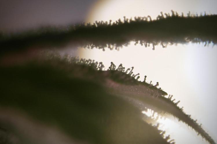 Animal Mints-Legends of the Frozen North. Week 9 - Macro on Animal Mints Plant B — 2 weeks veg before 12/12