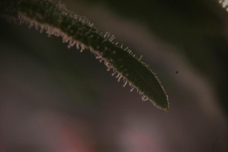 Animal Mints-Legends of the Frozen North. Week 9 - Macro on Animal Mints Plant B — 2 weeks veg before 12/12