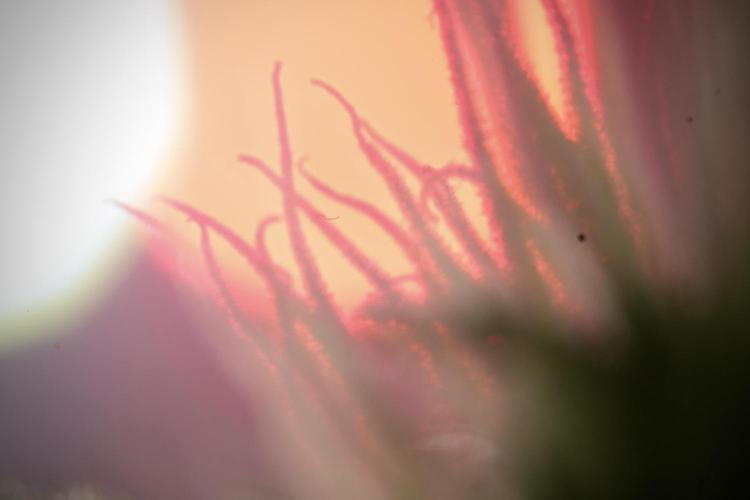 Animal Mints-Legends of the Frozen North. Week 9 - Macro on Animal Mints Plant B — 2 weeks veg before 12/12