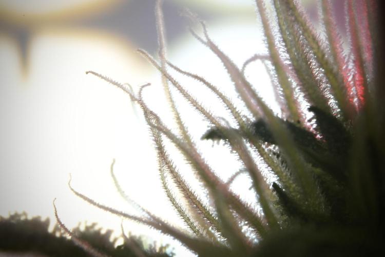Animal Mints-Legends of the Frozen North. Week 9 - Macro on Animal Mints Plant B — 2 weeks veg before 12/12