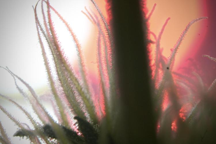 Animal Mints-Legends of the Frozen North. Week 9 - Macro on Animal Mints Plant B — 2 weeks veg before 12/12