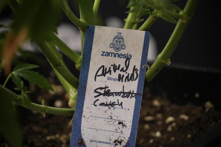 Animal Mints-Legends of the Frozen North. Week 9 - Macro on Animal Mints Plant B — 2 weeks veg before 12/12