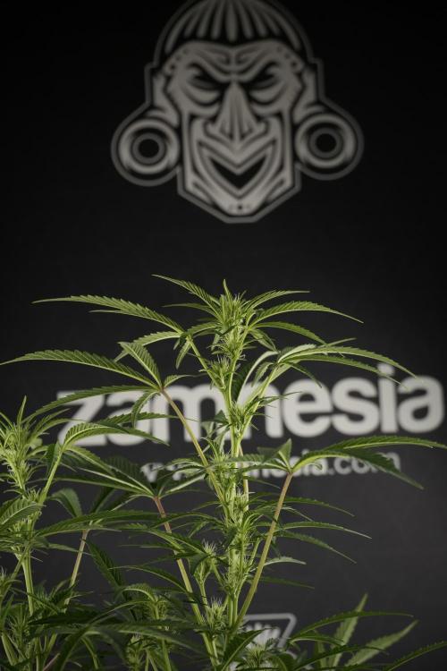 Animal Mints-Legends of the Frozen North. Week 9 - Studio with the  Animal Mints 12_12 From Seed