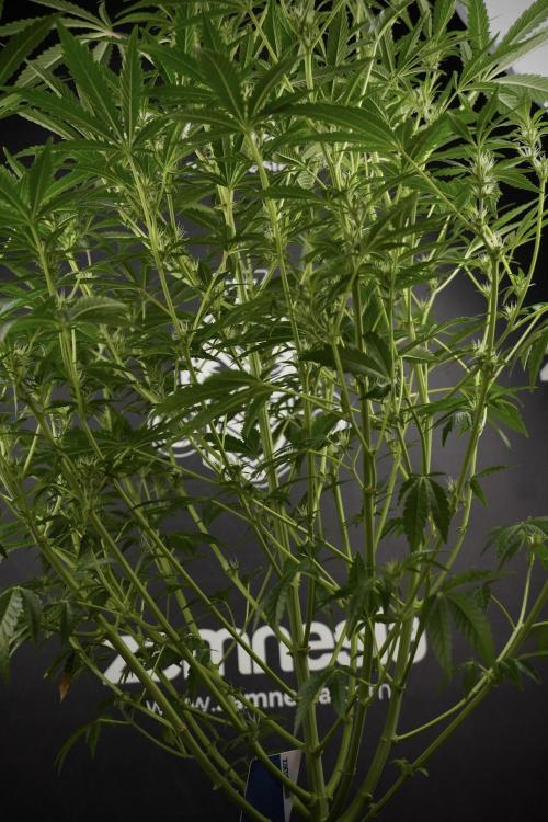 Animal Mints-Legends of the Frozen North. Week 9 - Animal Mints 12_12 from seed